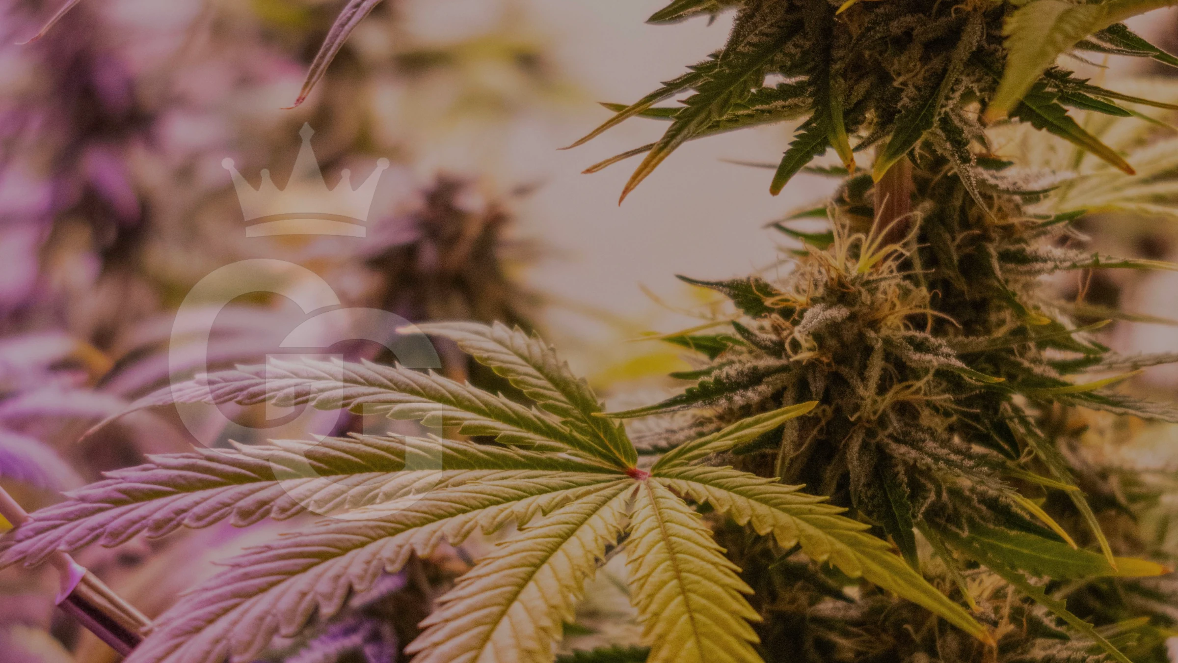 Grow Godz community cannabis flower spotlight