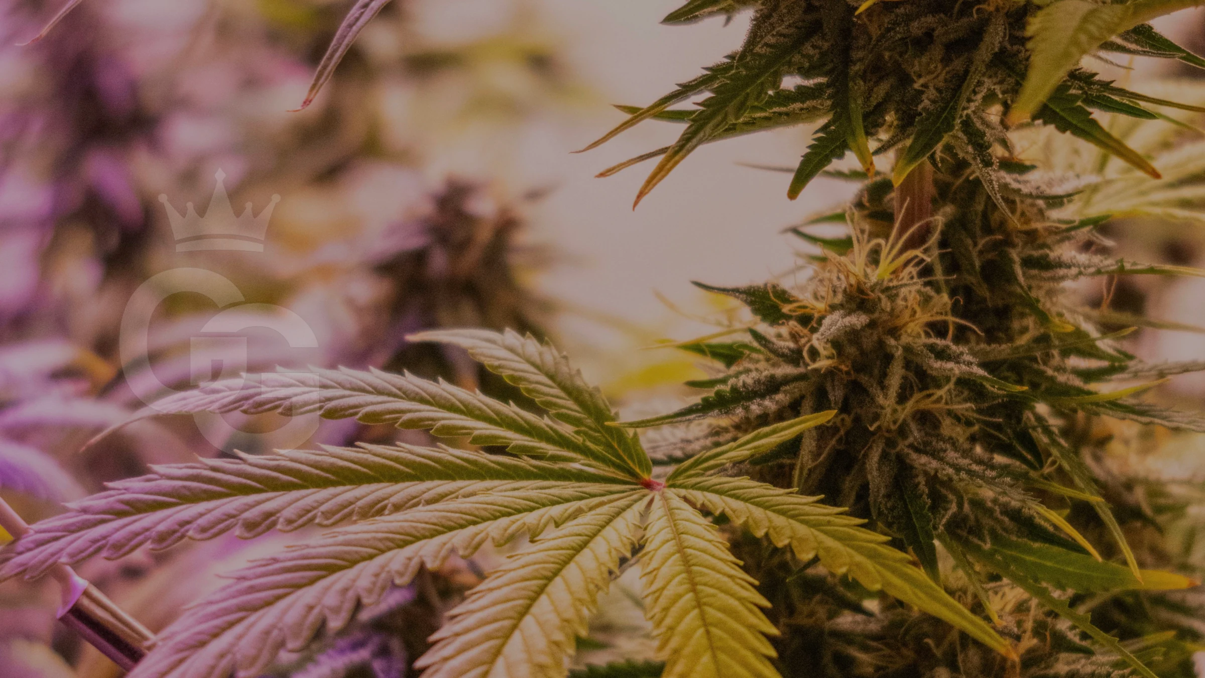 Grow Godz cannabis flower community feature
