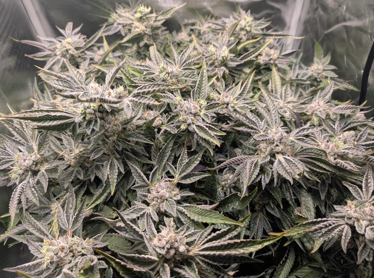 Frosted indoor cannabis canopy