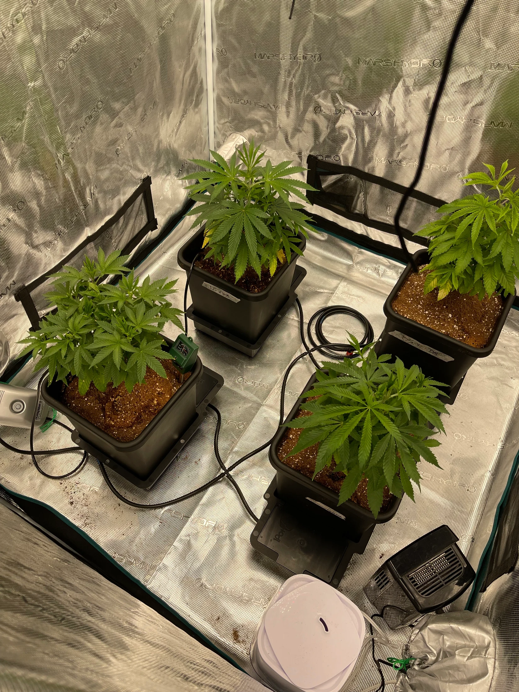 Indoor cannabis grow tent setup